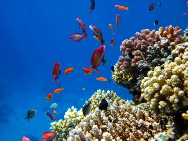 Kızıl Deniz 'in mercan resifinin parlak ve renkli sakinleri.