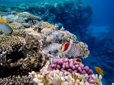 Kızıl Deniz 'in mercan resifinin parlak ve renkli sakinleri.
