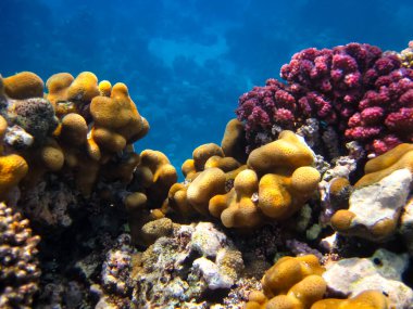 Kızıl Deniz 'in mercan resifinin parlak ve renkli sakinleri.