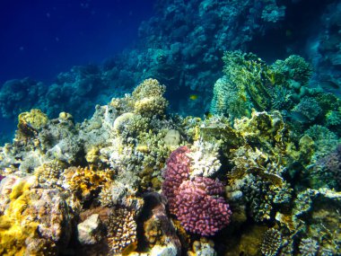 Kızıl Deniz 'in mercan resifinin parlak ve renkli sakinleri.