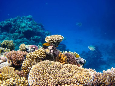 Kızıl Deniz 'in mercan resifinin parlak ve renkli sakinleri.