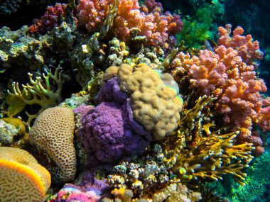 Kızıl Deniz 'in mercan resifinin parlak ve renkli sakinleri.