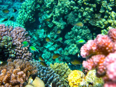 Kızıl Deniz 'in mercan resifinin parlak ve renkli sakinleri.
