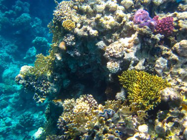 Kızıl Deniz 'in mercan resifinin parlak ve renkli sakinleri.
