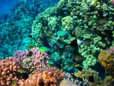Kızıl Deniz 'in mercan resifinin parlak ve renkli sakinleri.