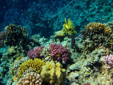 Kızıl Deniz 'in mercan resifinin parlak ve renkli sakinleri.