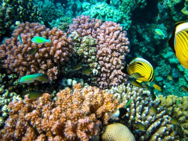 Kızıl Deniz 'in mercan resifinin parlak ve renkli sakinleri.