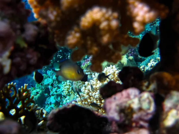 Bright and colorful inhabitants of the coral reef of the Red Sea