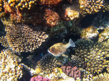 Arothron diadematus Kızıldeniz 'in mercan resiflerinin genişliğinde.