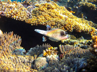 Arothron diadematus Kızıldeniz 'in mercan resiflerinin genişliğinde.