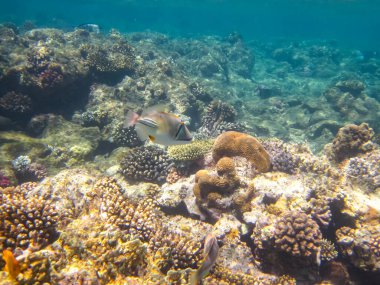 Rhinecanthus Kızıl Deniz 'in mercan kayalıklarında suikast düzenledi.