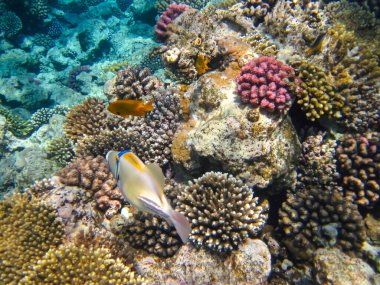 Rhinecanthus Kızıl Deniz 'in mercan kayalıklarında suikast düzenledi.