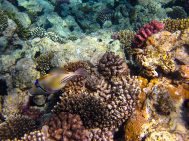 Rhinecanthus Kızıl Deniz 'in mercan kayalıklarında suikast düzenledi.
