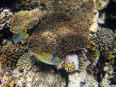 Rhinecanthus Kızıl Deniz 'in mercan kayalıklarında suikast düzenledi.