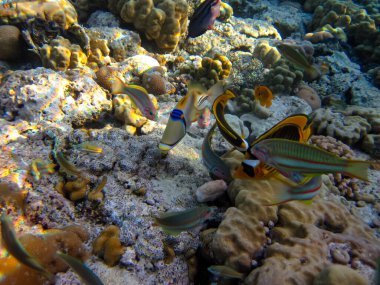 Rhinecanthus Kızıl Deniz 'in mercan kayalıklarında suikast düzenledi.