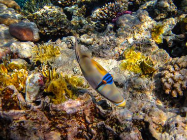 Rhinecanthus Kızıl Deniz 'in mercan kayalıklarında suikast düzenledi.