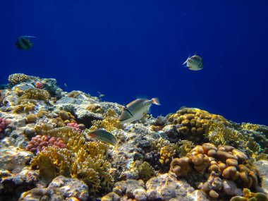 Rhinecanthus Kızıl Deniz 'in mercan kayalıklarında suikast düzenledi.