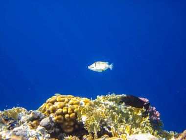 Rhinecanthus Kızıl Deniz 'in mercan kayalıklarında suikast düzenledi.