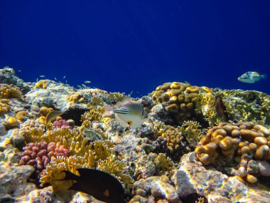 Rhinecanthus Kızıl Deniz 'in mercan kayalıklarında suikast düzenledi.