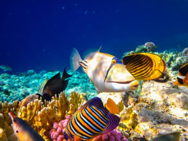 Rhinecanthus Kızıl Deniz 'in mercan kayalıklarında suikast düzenledi.