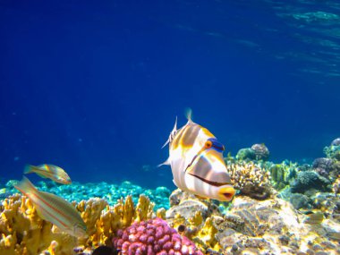 Rhinecanthus Kızıl Deniz 'in mercan kayalıklarında suikast düzenledi.