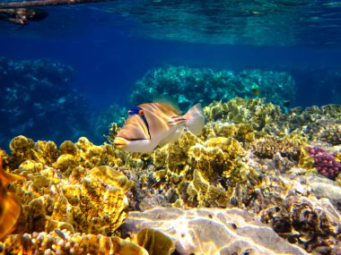 Rhinecanthus Kızıl Deniz 'in mercan kayalıklarında suikast düzenledi.