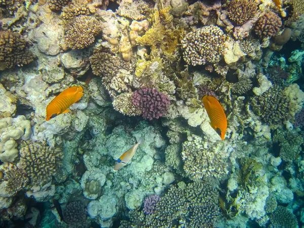 Rhinecanthus Kızıl Deniz 'in mercan kayalıklarında suikast düzenledi.