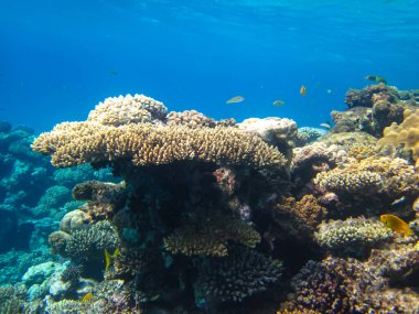 Kızıl Deniz 'in mercan kayalıklarında güzel mercanlar