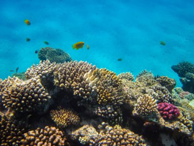 Kızıl Deniz 'in mercan kayalıklarında güzel mercanlar