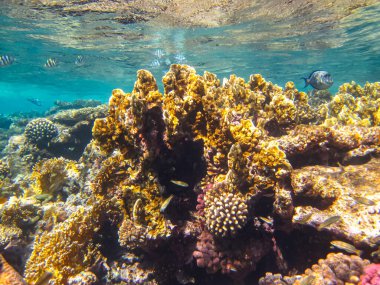 Kızıl Deniz 'in mercan kayalıklarında güzel mercanlar
