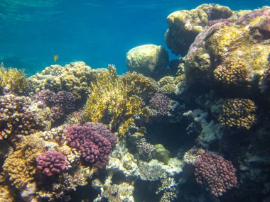 Kızıl Deniz 'in mercan kayalıklarında güzel mercanlar