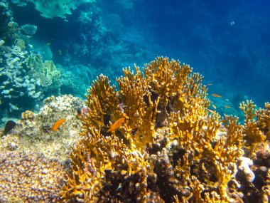 Kızıl Deniz 'in mercan kayalıklarında güzel mercanlar