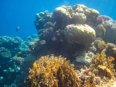 Kızıl Deniz 'in mercan kayalıklarında güzel mercanlar