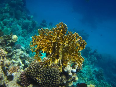 Kızıl Deniz 'in mercan kayalıklarında güzel mercanlar