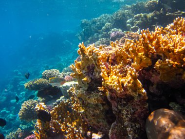 Kızıl Deniz 'in mercan kayalıklarında güzel mercanlar