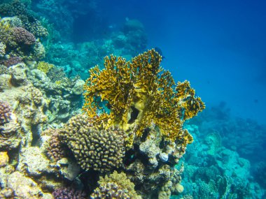 Kızıl Deniz 'in mercan kayalıklarında güzel mercanlar