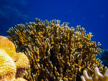 Kızıl Deniz 'in mercan kayalıklarında güzel mercanlar