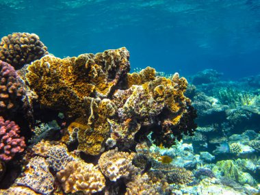 Kızıl Deniz 'in mercan kayalıklarında güzel mercanlar