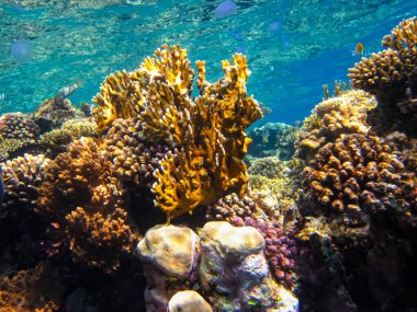 Kızıl Deniz 'in mercan kayalıklarında güzel mercanlar