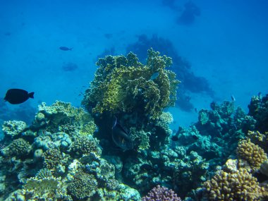 Kızıl Deniz 'in mercan kayalıklarında güzel mercanlar