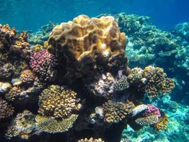 Kızıl Deniz 'in mercan kayalıklarında güzel mercanlar