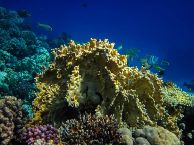 Kızıl Deniz 'in mercan kayalıklarında güzel mercanlar