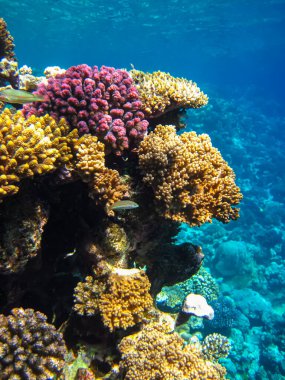 Kızıl Deniz 'in mercan kayalıklarında güzel mercanlar