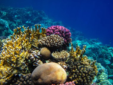 Kızıl Deniz 'in mercan kayalıklarında güzel mercanlar