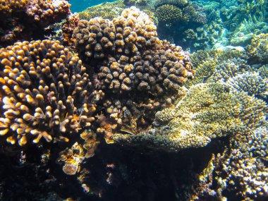 Kızıl Deniz 'in mercan kayalıklarında güzel mercanlar