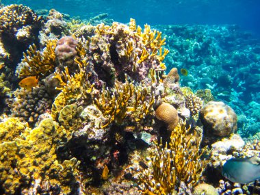 Kızıl Deniz 'in mercan kayalıklarında güzel mercanlar