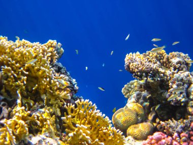 Kızıl Deniz 'in mercan kayalıklarında güzel mercanlar