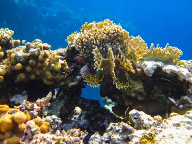Kızıl Deniz 'in mercan kayalıklarında güzel mercanlar