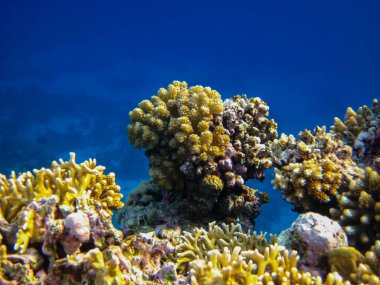 Kızıl Deniz 'in mercan kayalıklarında güzel mercanlar