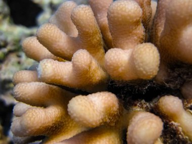 Kızıl Deniz 'in mercan kayalıklarında güzel mercanlar